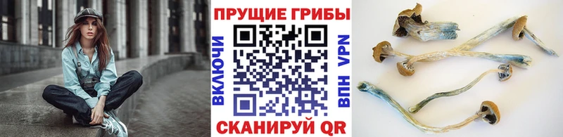 Галлюциногенные грибы Psilocybe  дарнет шоп  OMG зеркало  Вятские Поляны 